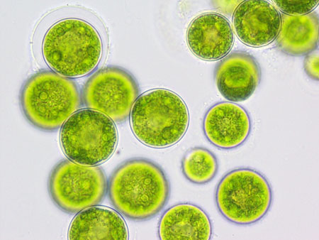 2022年に新しい微細藻類食材を供給してください